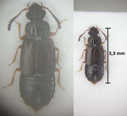Réf. 185 714 : Omalium sp.